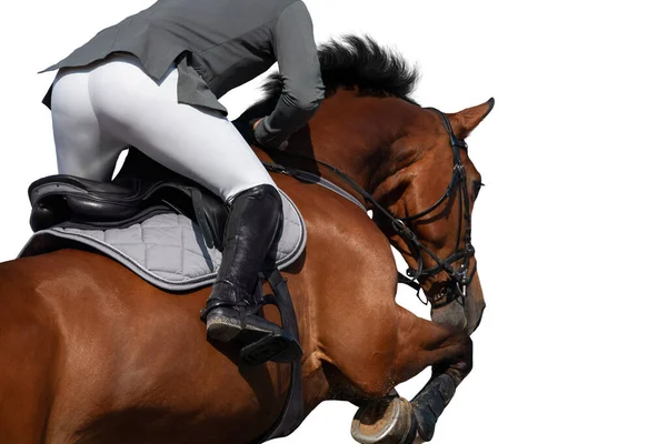 Rider Horseback Jumping White Background Sportsman Bay Horse Isolated White Stock Picture