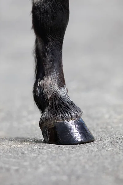Końska Noga Błyszczącą Kopytą Zewnątrz Kopyto Ciemnego Konia Tle Natury — Zdjęcie stockowe