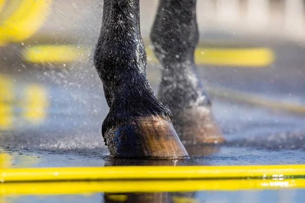 Häst Hov Tvätta Med Vatten Utomhus Häst Våta Ben Står — Stockfoto