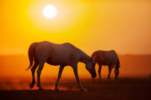 フィールドで日の出に馬のシルエットグループ 日の出に牧草地を歩くオルロフのトロッター馬の群れ — ストック写真