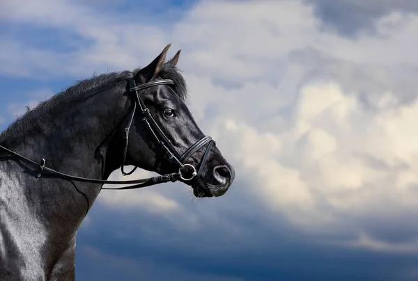 Arabiskt Hästporträtt Blå Himmel Svart Häst Huvud Betsel Närbild Tittar Stockbild