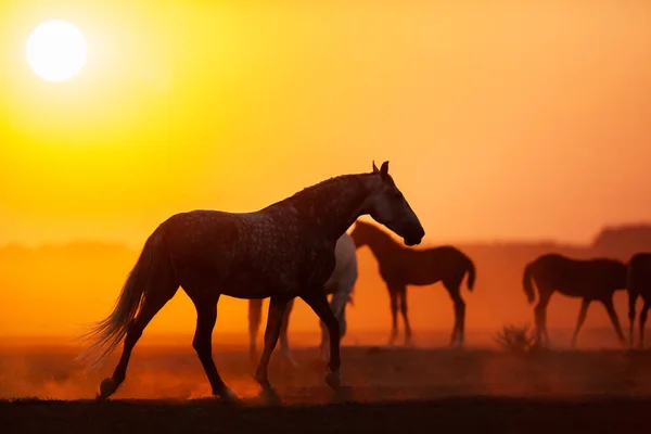 在田野里日出时的一组马的轮廓 在日出时分 奥洛夫的马群在草地上散步 图库图片