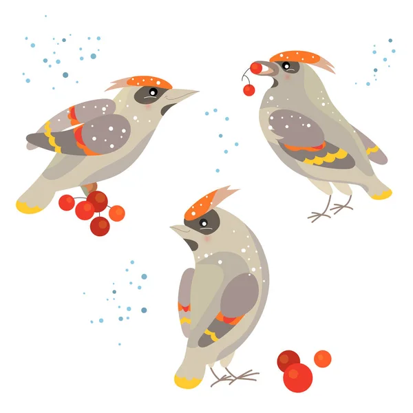 Set Cute Winter Birds Pretty Waxwings Red Berries Winter Funny — Stock Vector