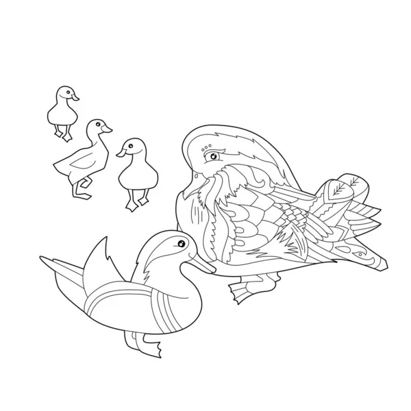 Contour Linear Illustration Coloring Book Two Pretty Ducks Chicks Stress — Image vectorielle