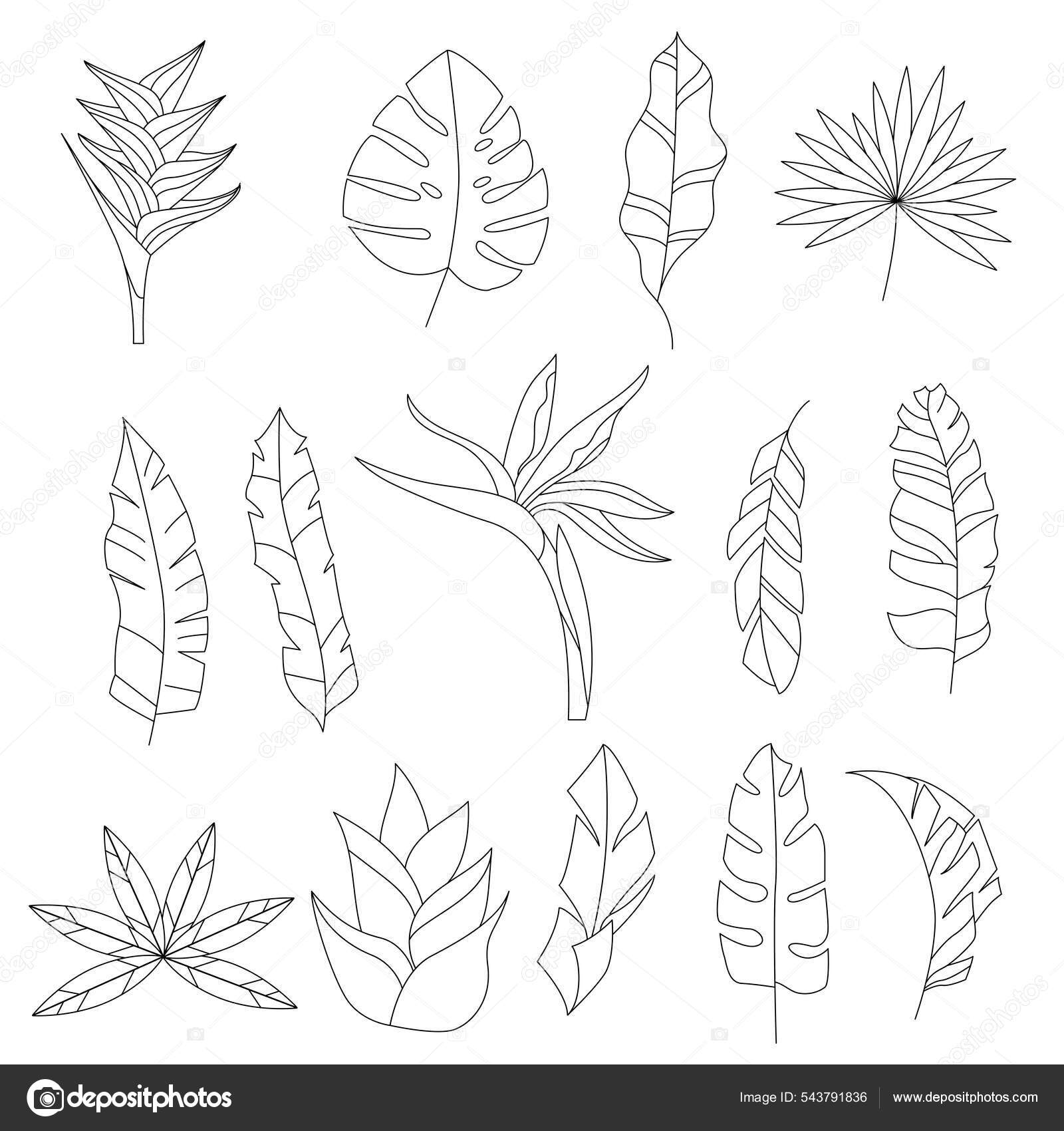 Icono De Vector De Especias De Clavo Ilustración del Vector - Ilustración  de condimento, clavo: 211375667, image size:1600x1700