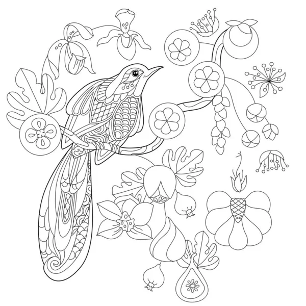 Kontúr Lineáris Illusztráció Színező Könyv Paradicsom Madár Virágok Trópusi Madár — Stock Vector