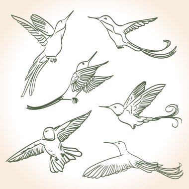 Hat sanatı tarzında yapılmış colibri çizim