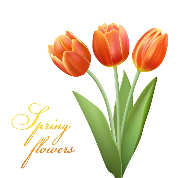 Bouqet de tulipes réalistes — Image vectorielle