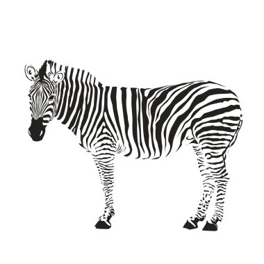 zebra siluet