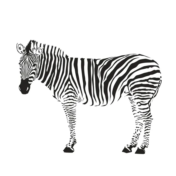 Zebra silueta — Stockový vektor