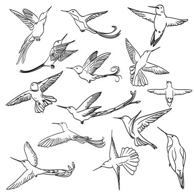 Hat sanatı tarzında yapılan set çizim colibri