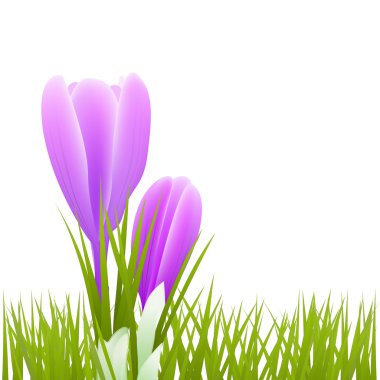 Bahar küçük çiçekler ve çim