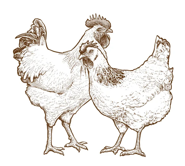 Gallo Gallina Ilustración Vectorial Dibujado Mano Aves Domésticas Estilo Vintage — Vector de stock