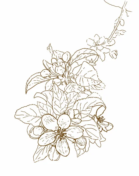 Sakura Flowers Hand Drawn Illustration Apple Tree Flowers Line Art — Stok Vektör