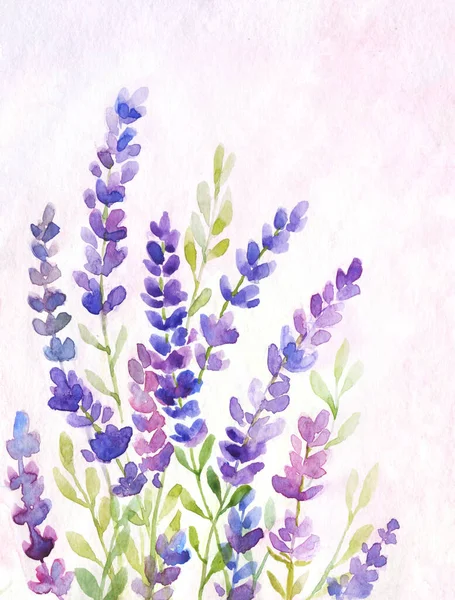 Watercolor illustration of lavender flowers over light pink background. Hand drawn floral illustration