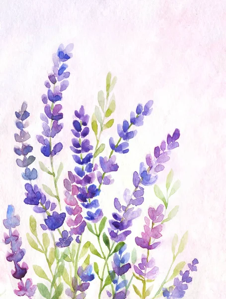 Ilustración Acuarela Flores Lavanda Sobre Fondo Rosa Claro Ilustración Floral —  Fotos de Stock