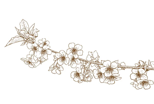 Blossoming Tree Flowers Line Art Hand Drawing White Spring Stylish — ストックベクタ