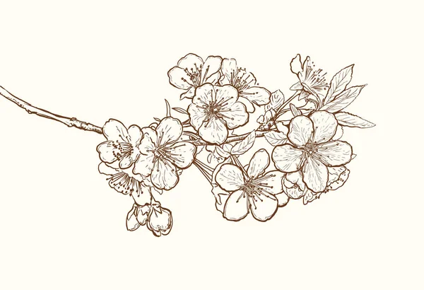 Blossoming Cherry Tree Flowers Line Art Hand Drawing White Spring — Vector de stock