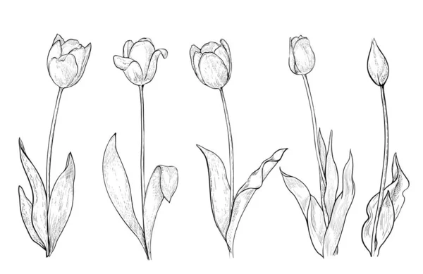 Set Tulips Drawing Line Art White Vector Illustration — стоковый вектор