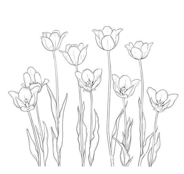 Hand Drawn Illustration Tulips White Vector — Stock vektor