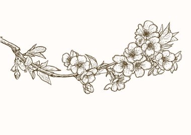 Kiraz çiçekleri çizim sanatı. Sakura çiçeklerinin vektör çizimi