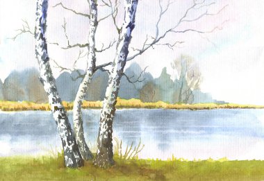 Sonbaharda huş ağaçlarının suluboya çizimi, bir göl ve uzak ağaçlar