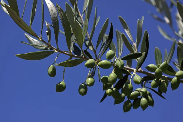 Olive branch Stock Picture