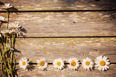 ahşap zemin üzerinde papatya