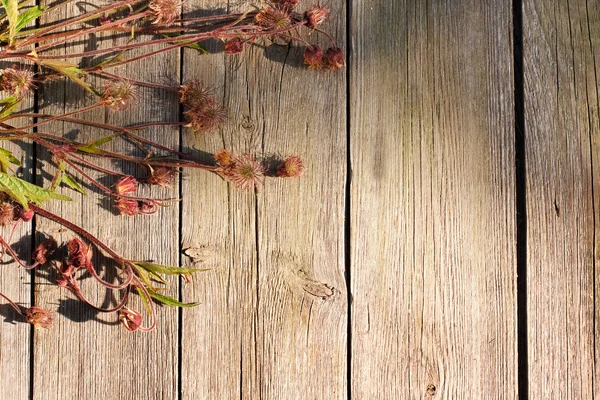 Цветы на деревянном фоне — стоковое фото