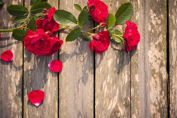 Rote Rose auf hölzernem Hintergrund — Stockfoto