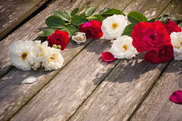 Rosa rossa e bianca su fondo di legno — Foto Stock