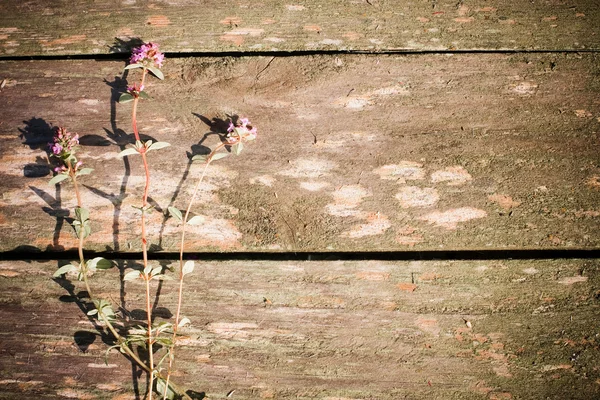 Flores sobre fondo de madera — Foto de Stock