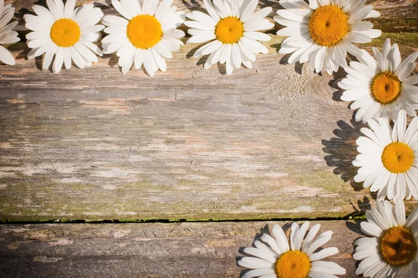 Kamille op houten achtergrond — Stockfoto