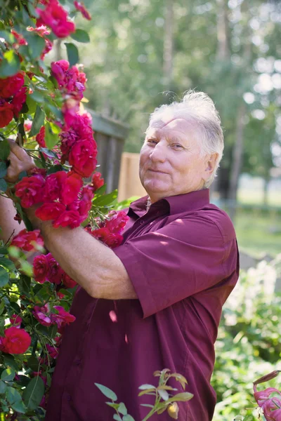 Старі чоловіки з трояндою в саду — стокове фото