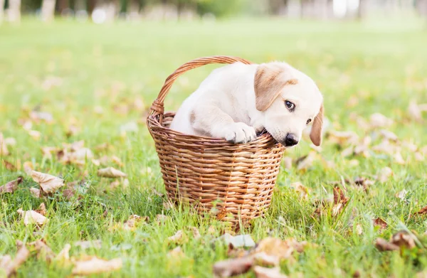 Labrador retriever in a basket — Stock Photo, Image