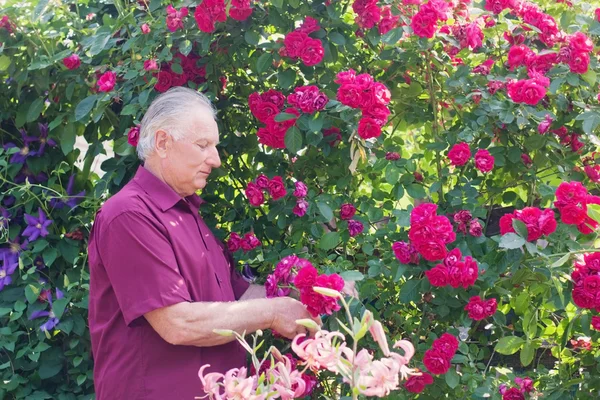 Old men with rose in garden