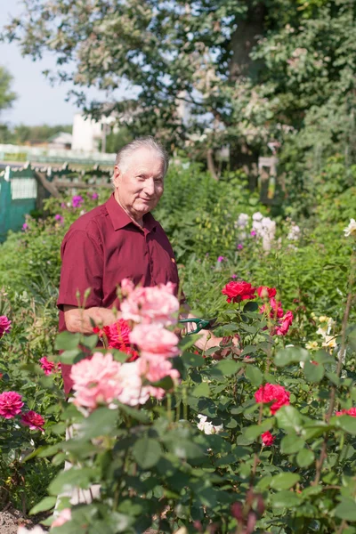 Alte Männer mit Rose im Garten — Stockfoto