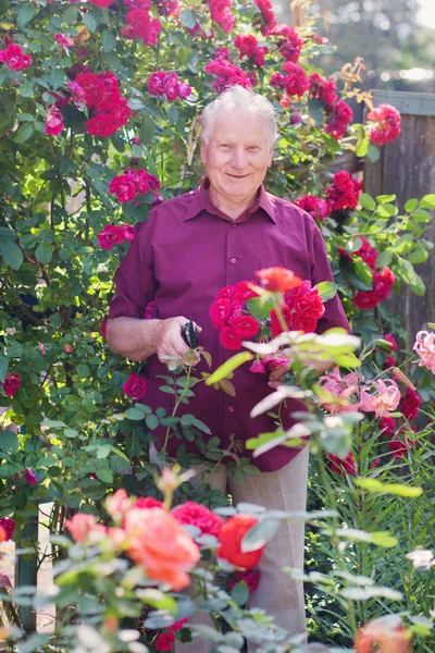 Velhos homens com rosa no jardim — Fotografia de Stock