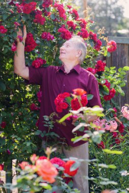 Gül bahçesinde yaşlı erkeklerle