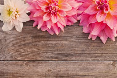 Dahlia ahşap zemin üzerinde