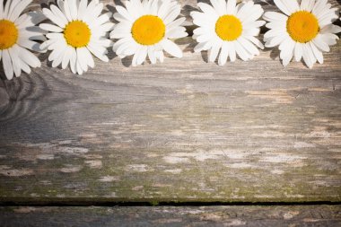 ahşap zemin üzerinde papatya