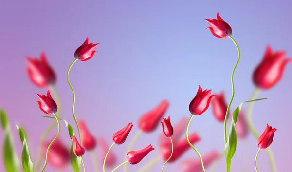 Červené tulipány na modrém pozadí — Stock fotografie