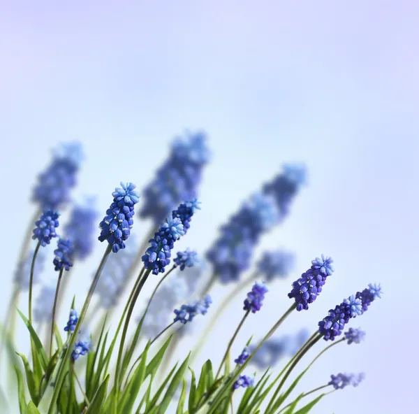 Primavera flores azules — Foto de Stock