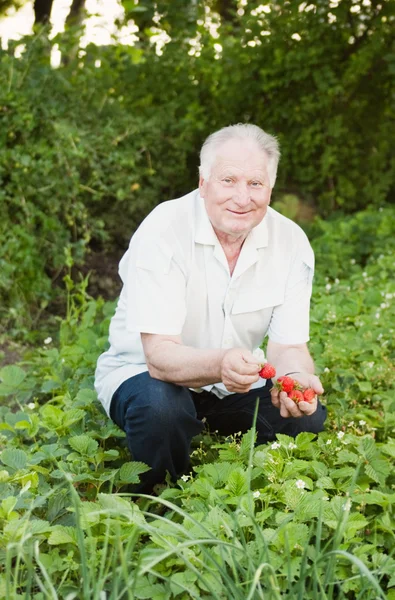 Oudere mannen in tuin — Stockfoto