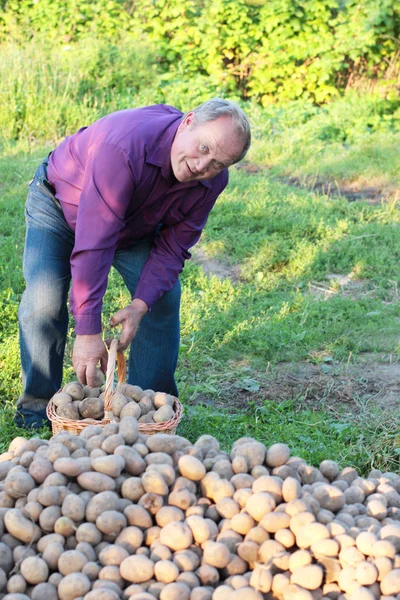 Alte Männer mit Kartoffeln — Stockfoto