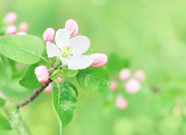 Spring flowers outdoor — Stock Photo, Image