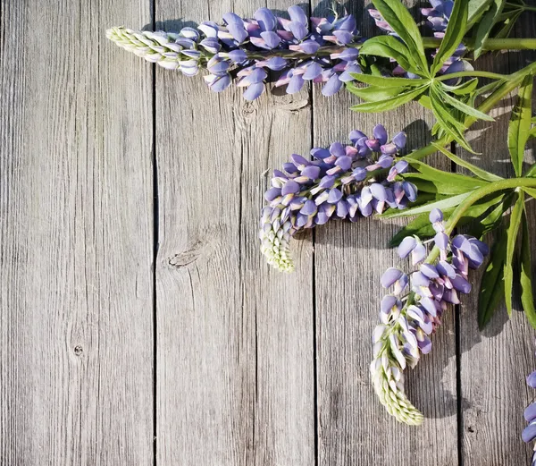 Lupines on wooden background — Stock Photo, Image