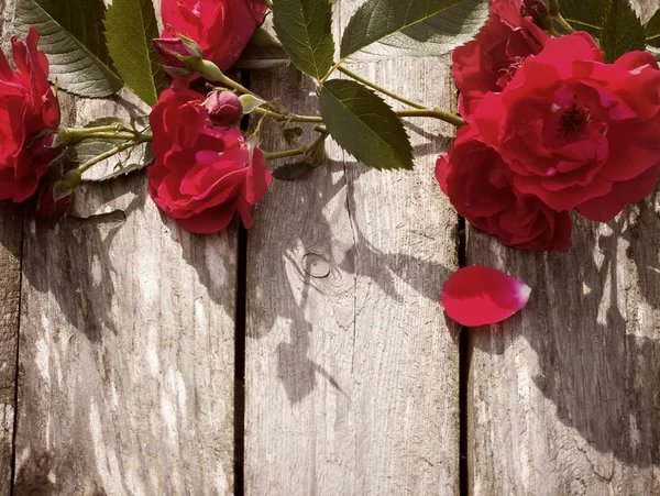 Rosas sobre fondo de madera — Foto de Stock