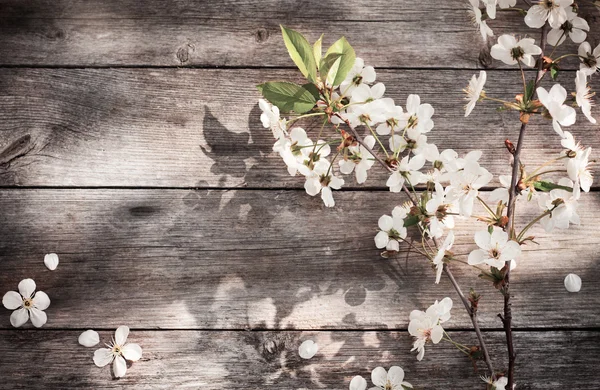 木の背景に咲く花 — ストック写真