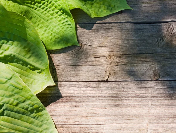 Folhas sobre o velho fundo de madeira — Fotografia de Stock